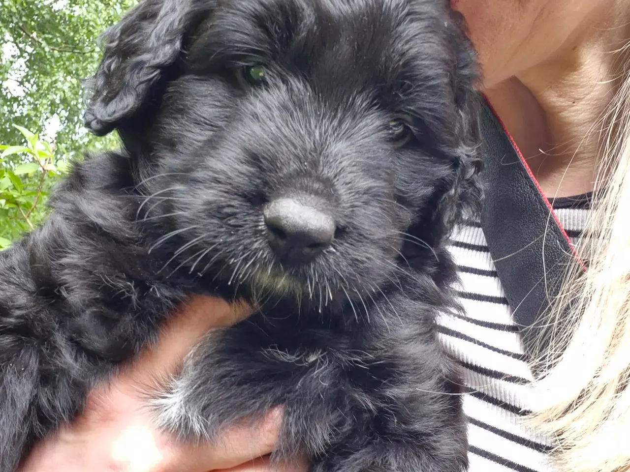 Billede 11 - Berner/Golden doodle.... ikke labradoodle