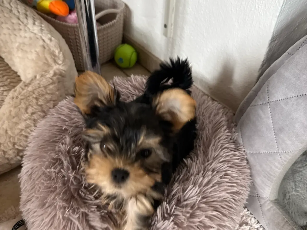 Billede 1 - De sødeste Yorkie hvalpe