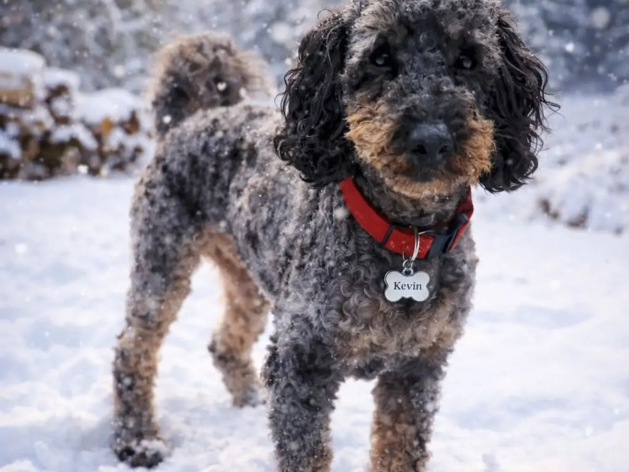 Billede 1 - 🐾 Unik og charmerende Dværgpuddel til salg 🐾