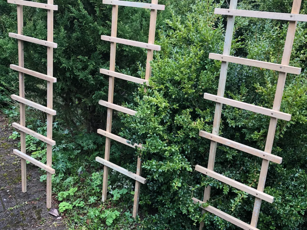 Billede 2 - Espalier