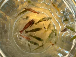  🦐 Neocaridina rejer – blandede 5stk | GLS
