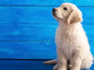 Søger golden retriever.