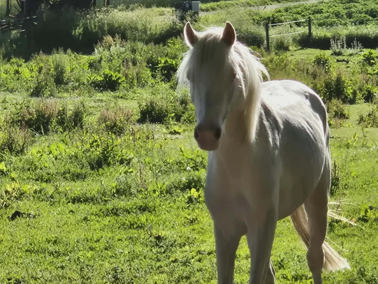 Billede 1 - 3 års welsh hingst
