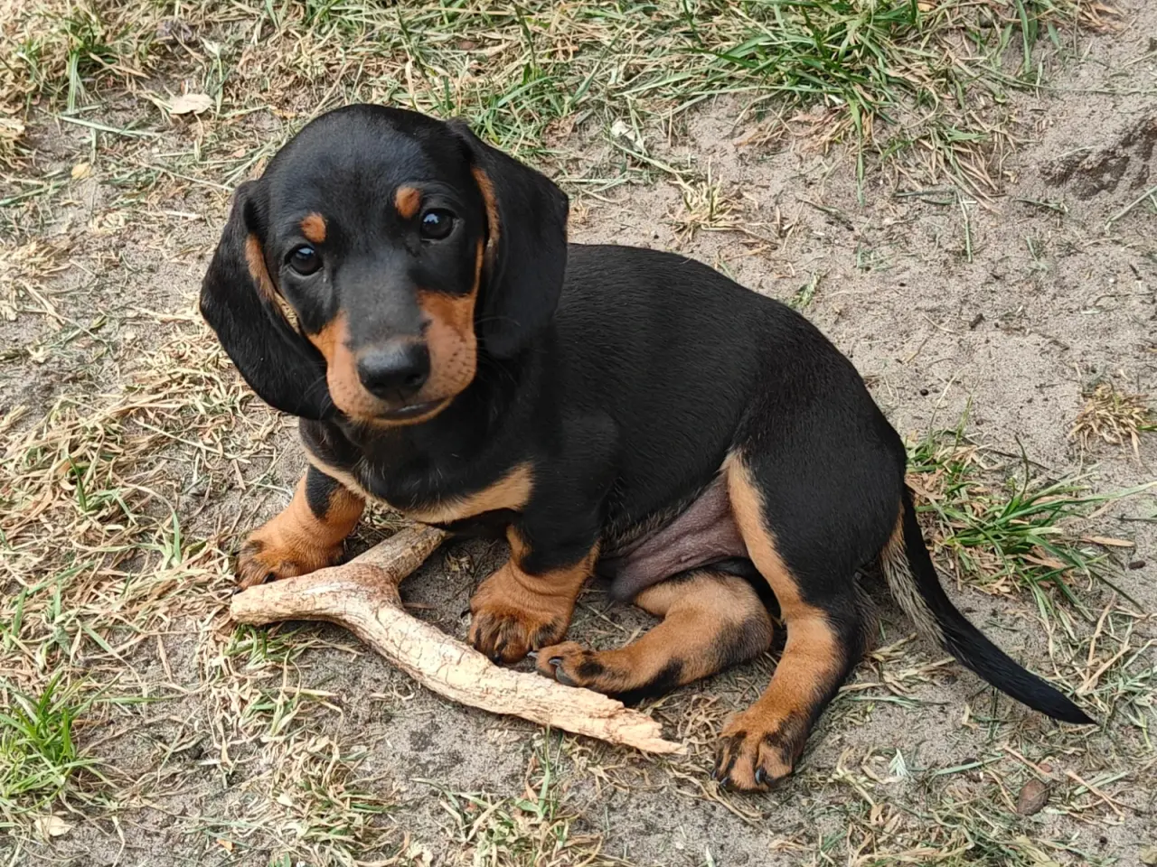 Billede 1 - Gravhund
