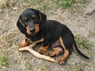 Gravhund 