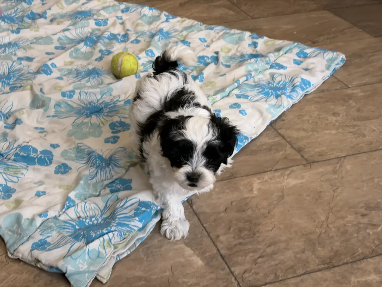 Billede 18 - Fine mini Maltipoo er rejse klar nu !