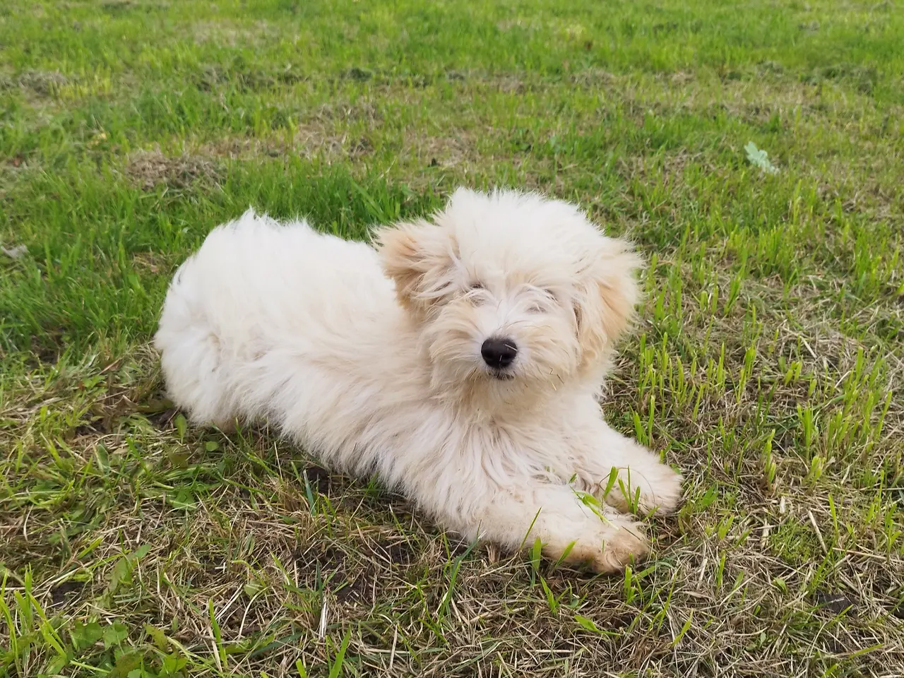 Billede 2 - Coton de Tulear 