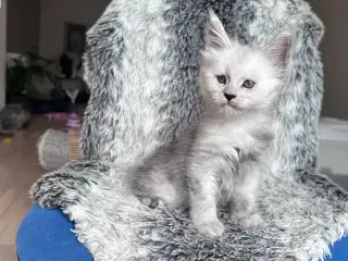 🤍 Enzo – smuk Maine Coon-dreng søger sit nye hjem