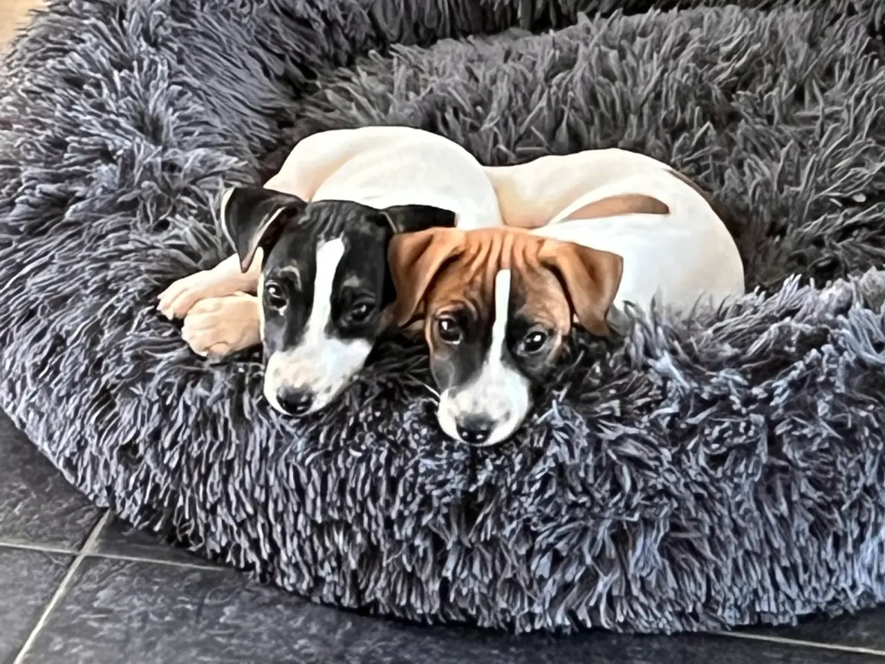 Billede 2 - Jack Russel hvalp