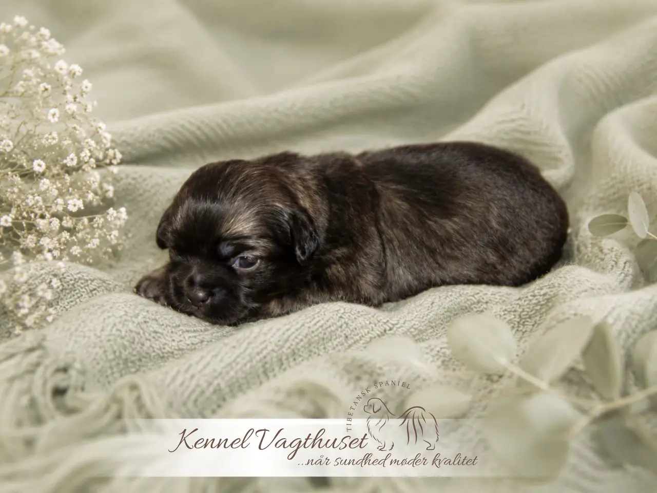 Billede 11 - Tibetansk Spaniel hvalpe