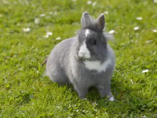 Har du for mange kaniner...?