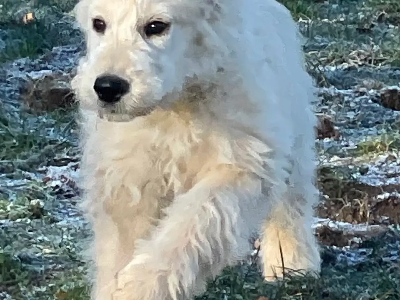 Billede 3 - GoldenDoodle HVALPE