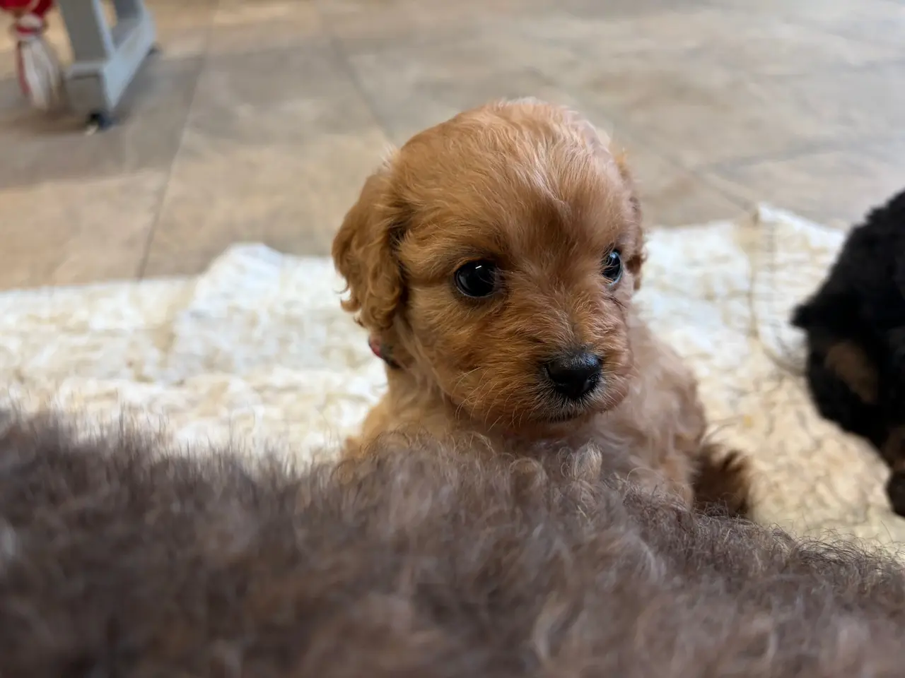 Billede 14 - Små fine mini Cavapoo babyer
