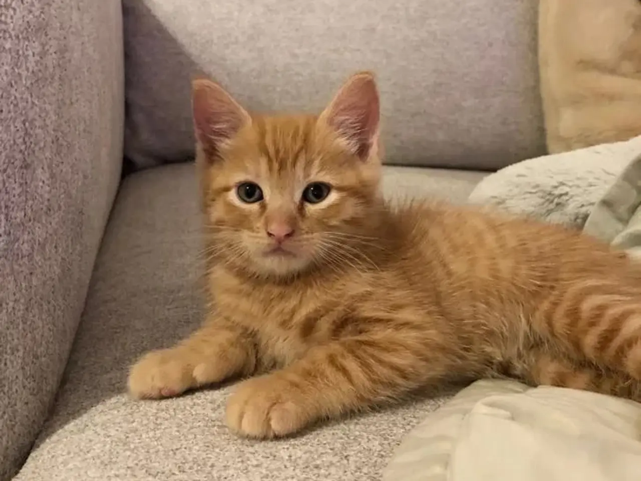 Billede 1 - Søger Rød han Maine Coon-blandingskillinger