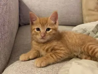 Søger Rød han Maine Coon-blandingskillinger