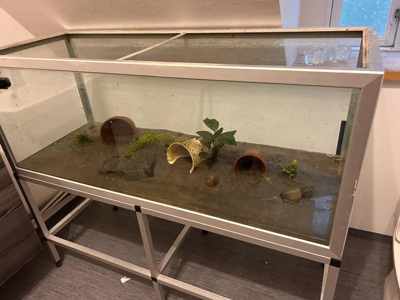 Billede 1 - 3 Axolotler sælges med akvarium og tilbehør.