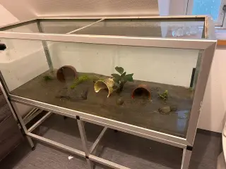 3 Axolotler sælges med akvarium og tilbehør.