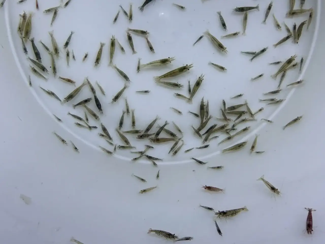 Billede 2 - Flotte mix akvarierejer