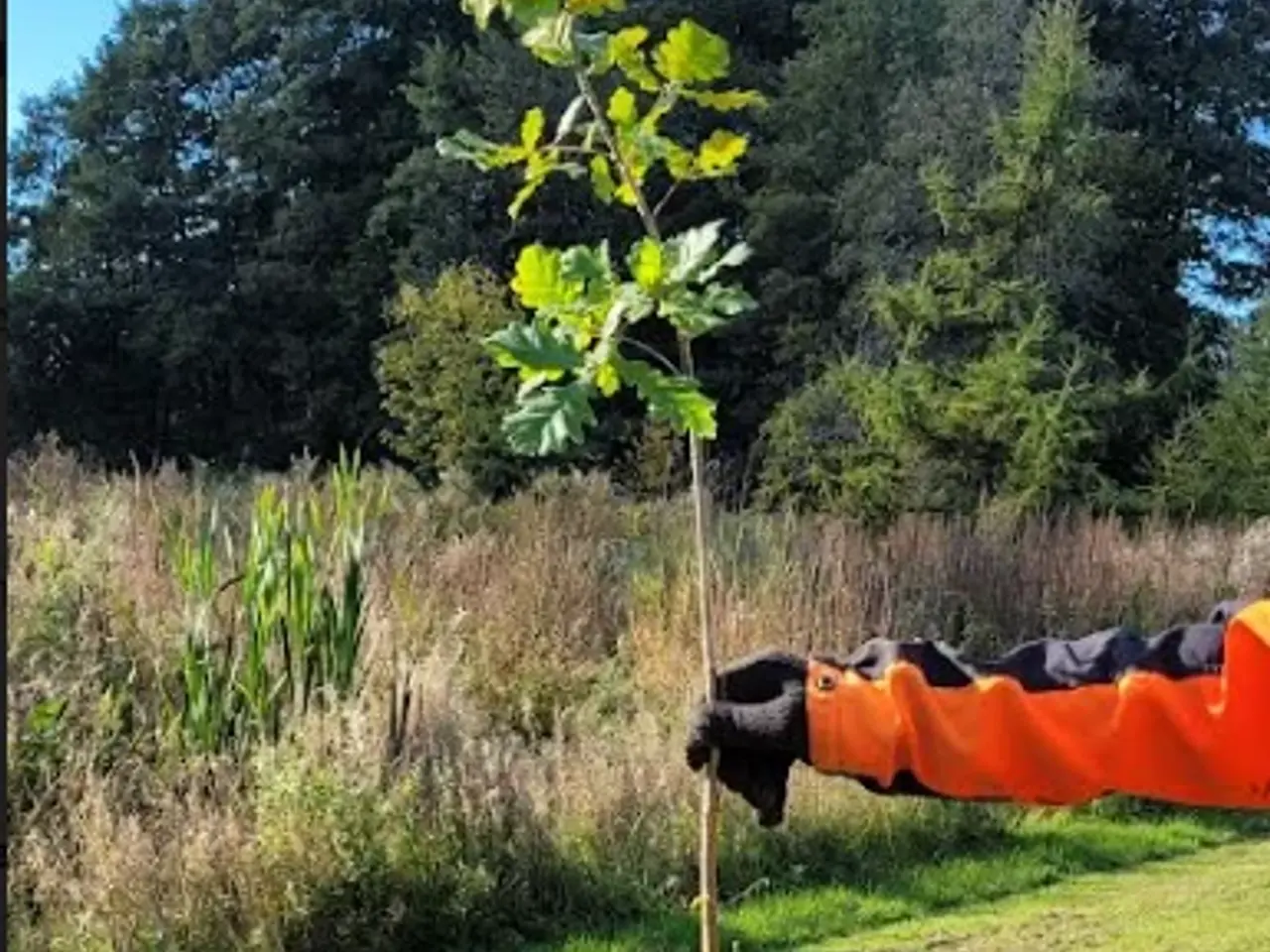 Billede 4 - Nordmannsgraner og andre planter.