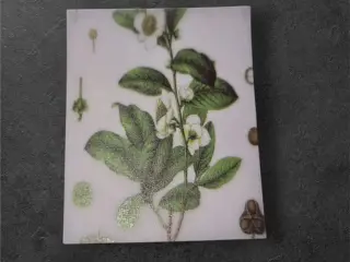 Botaniske papirark med hvide blomster og grå baggr