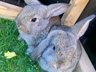Sødeste Kaninunger🐰