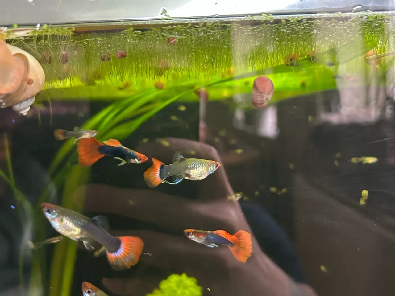 Billede 1 - 🔥❤️ Rednose Dumbo Guppy – Premium Voksne | Viby J