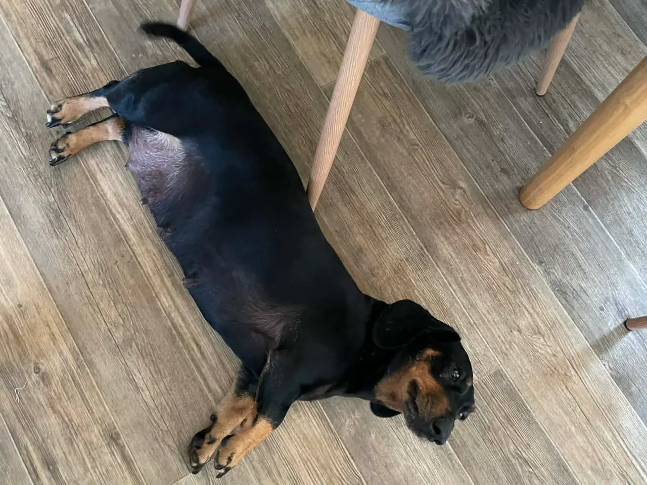 Billede 2 - gravhunde hvalpe efter super forældre