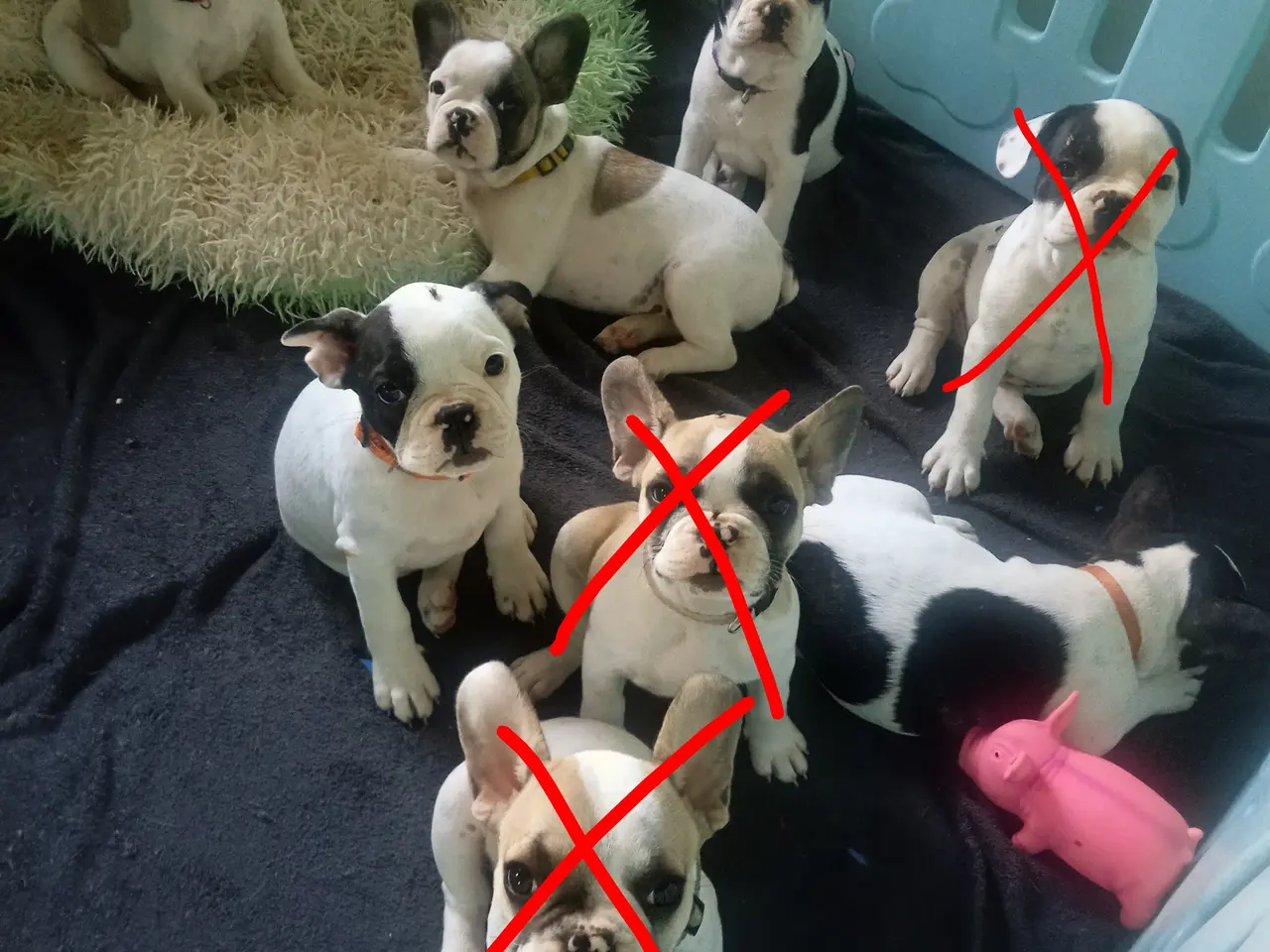 Billede 3 - Frenchie Girls 