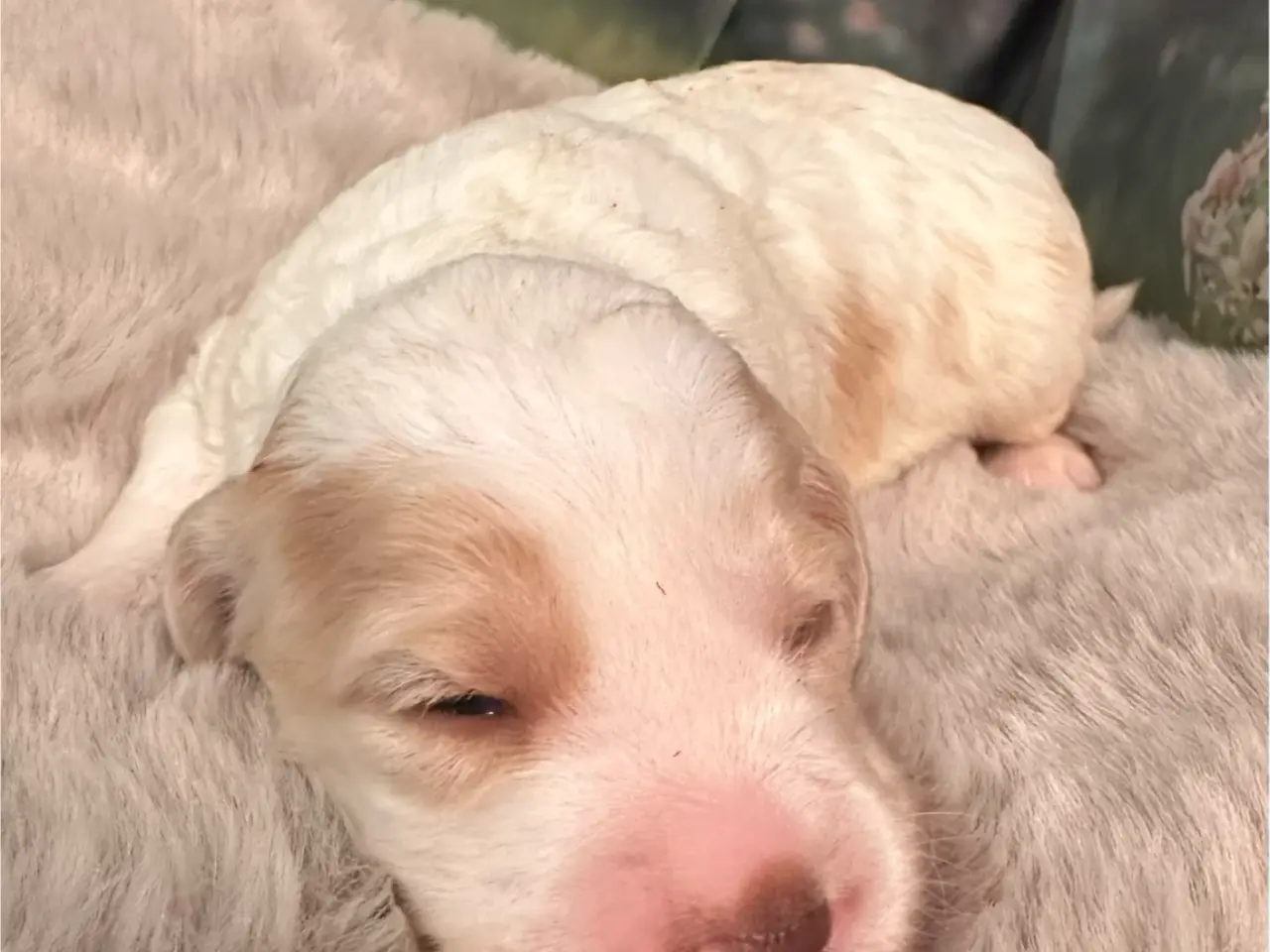Billede 3 - Cockerpoo babyer