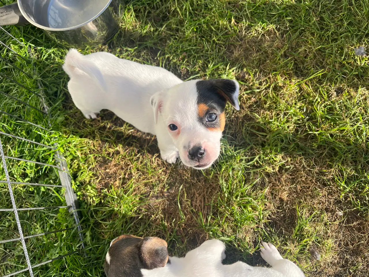 Billede 6 - Jack Russel hvalpe - lavbenede og glathårede
