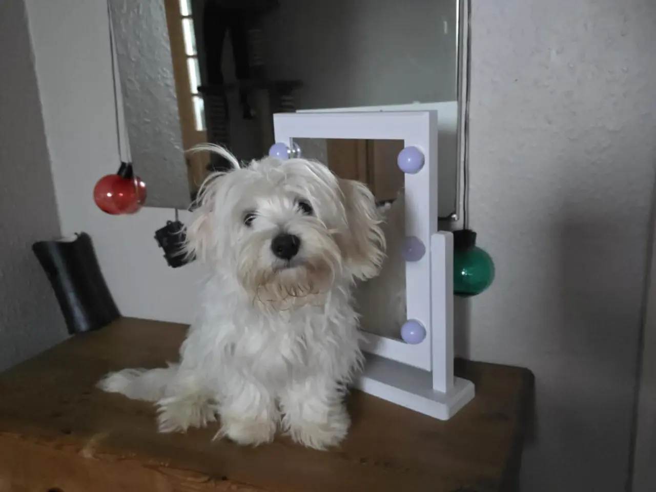 Billede 6 - Bichon-hvalpe søger nye hjem .
