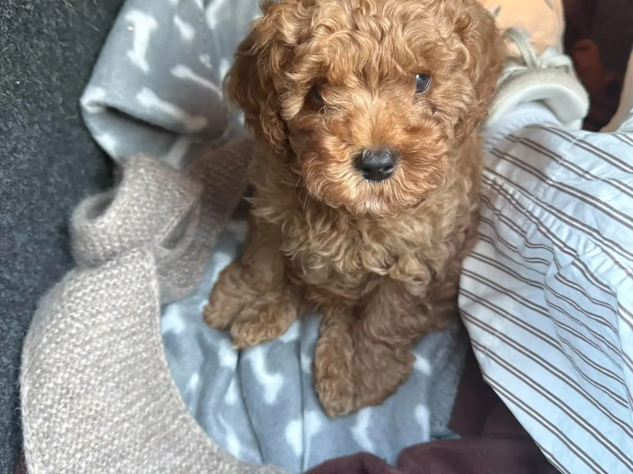 Billede 3 - Cavapoo hvalp F2B
