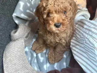 Cavapoo hvalp F2B - 3