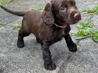 FT Cocker Spaniel hvalpe