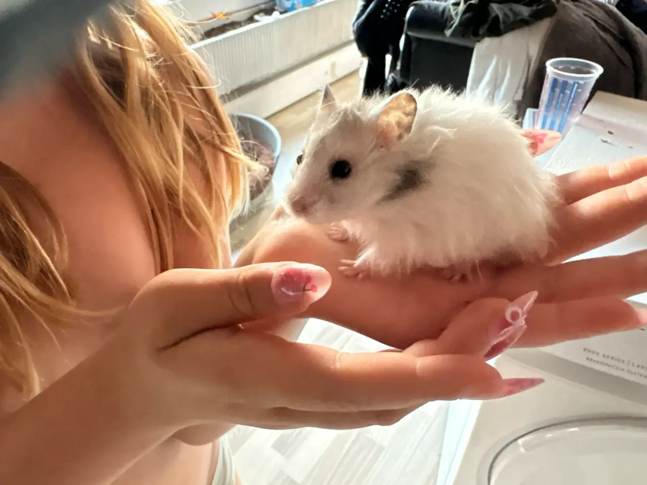 Billede 3 - Guld hamster