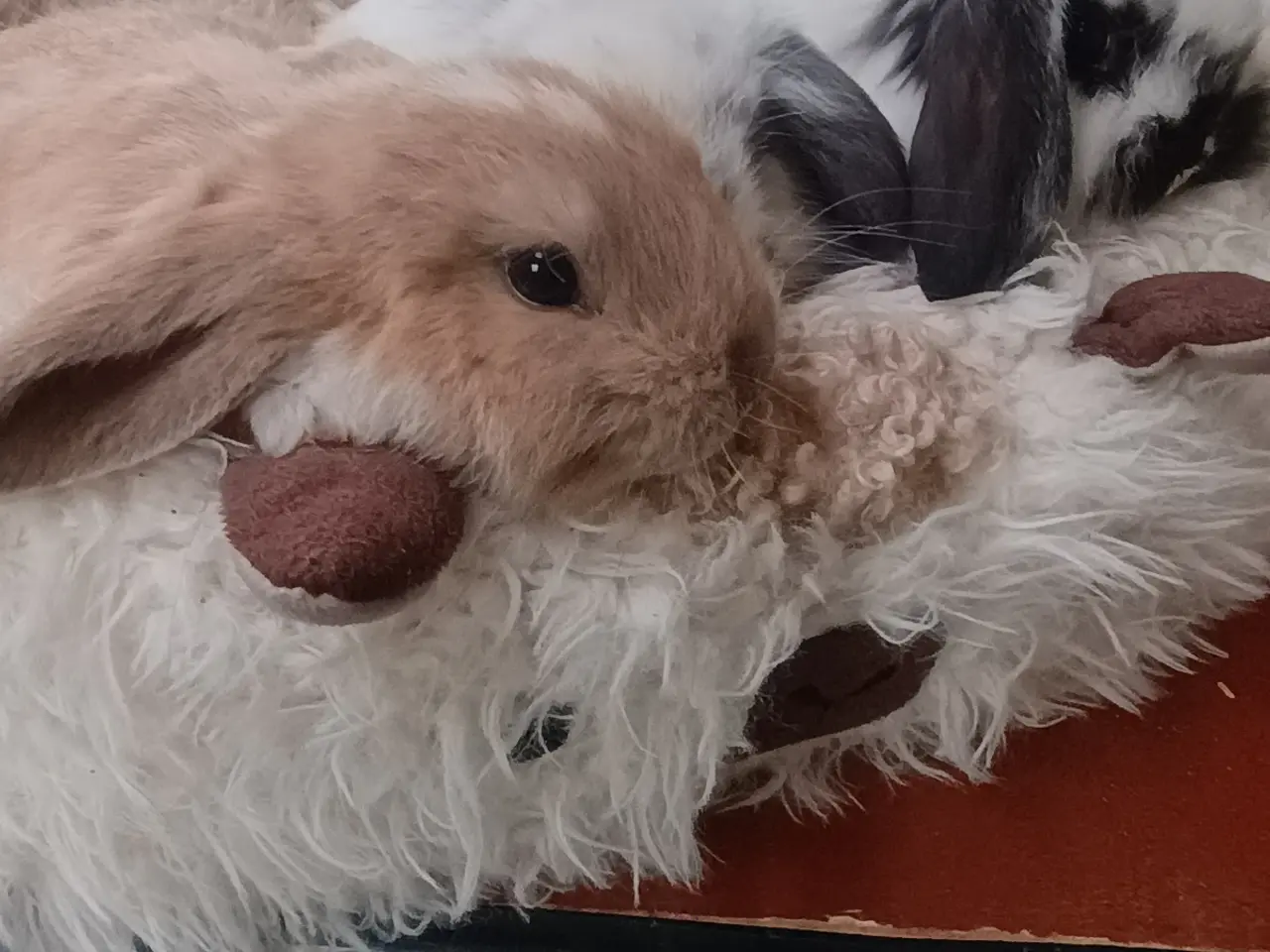 Billede 2 - Kanin unger vant til børn, hund og kat