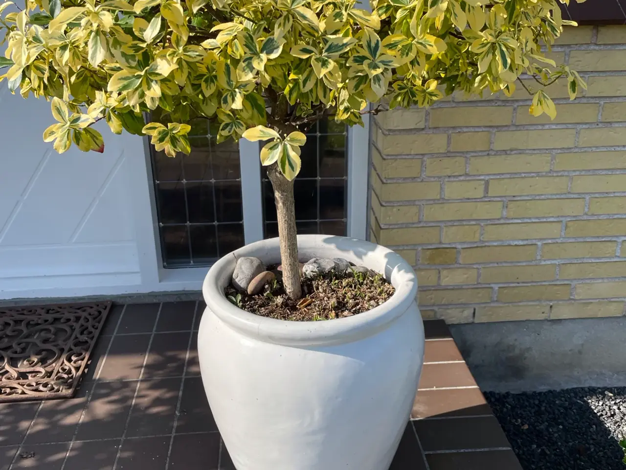 Billede 2 - To store grønne planter