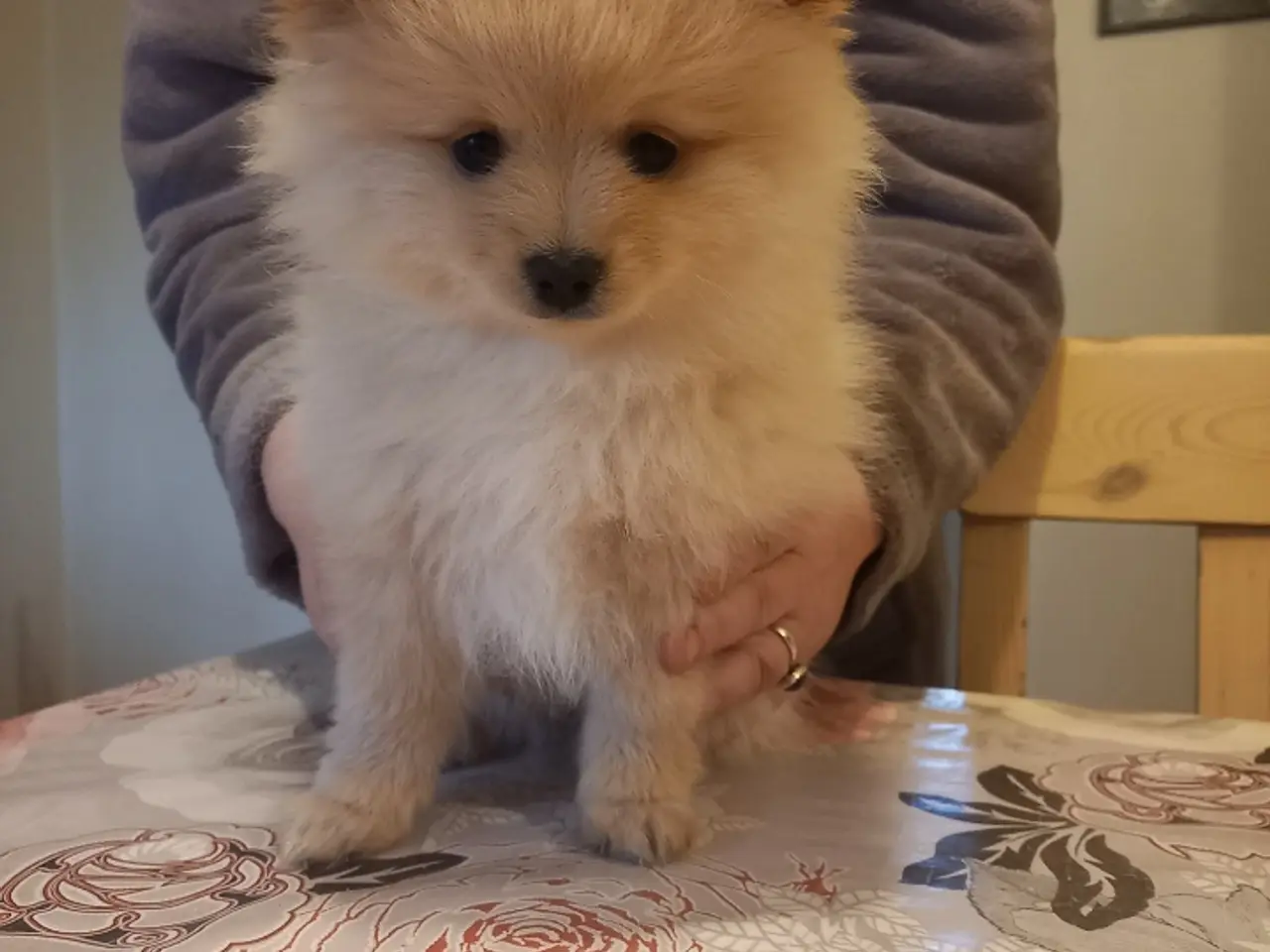 Billede 1 - Ægte Pomeranian hvalpe dreng ægte