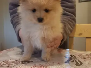 Ægte Pomeranian hvalpe stk 2 dreng ægte