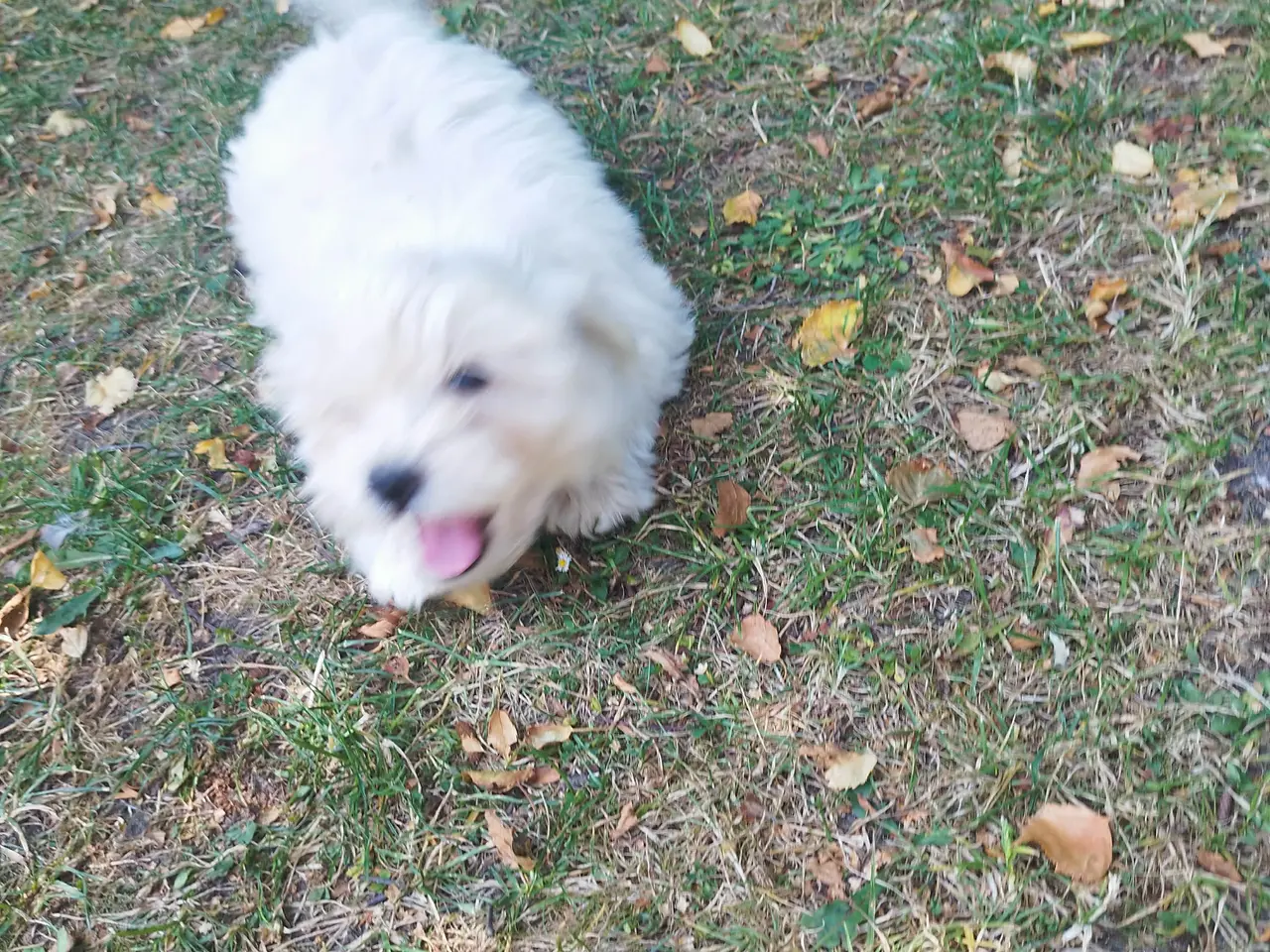 Billede 1 - Coton de tulear hvalp han