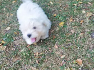 Coton de tulear hvalp han