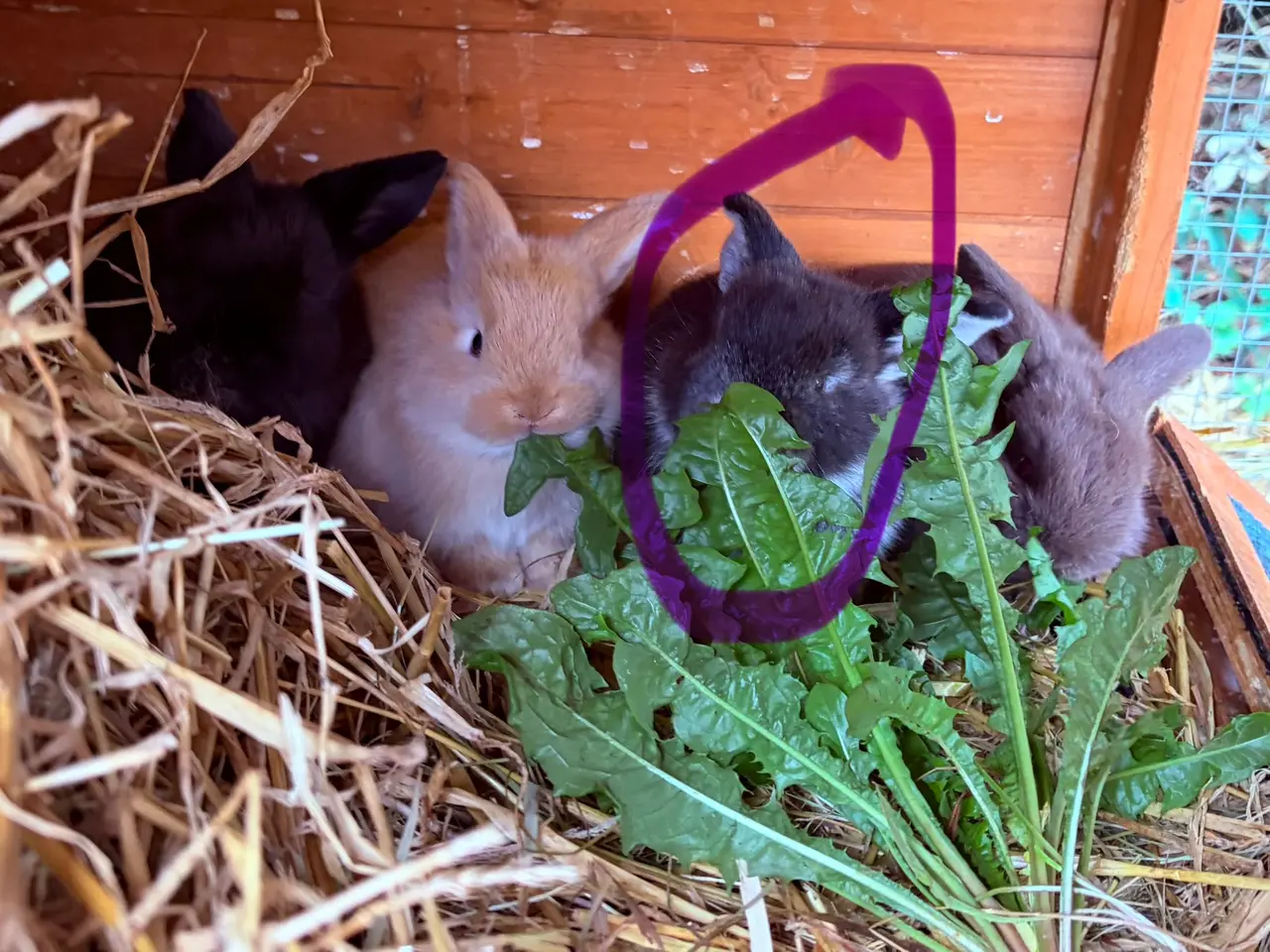 Billede 4 - Mini lop kaninunge