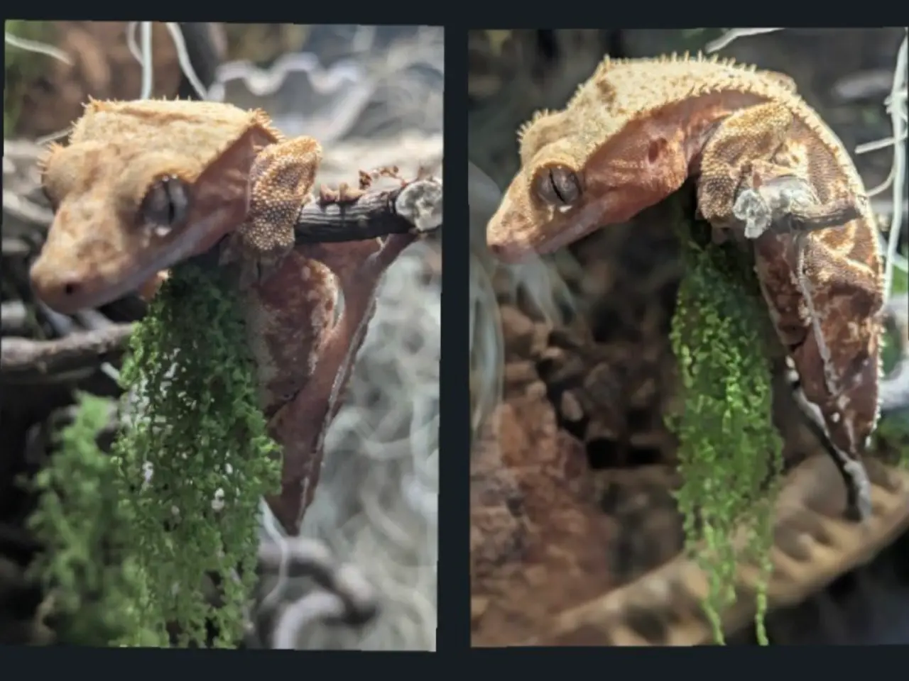 Billede 11 - Kronegekko par. 🦎🦎