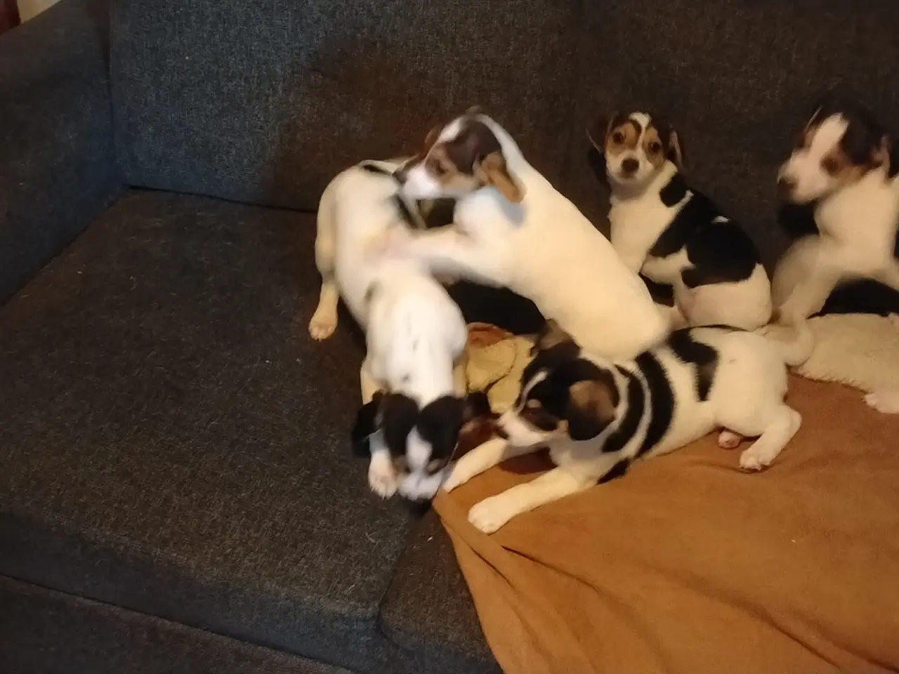 Billede 1 - Dansk/Svensk gårdhund