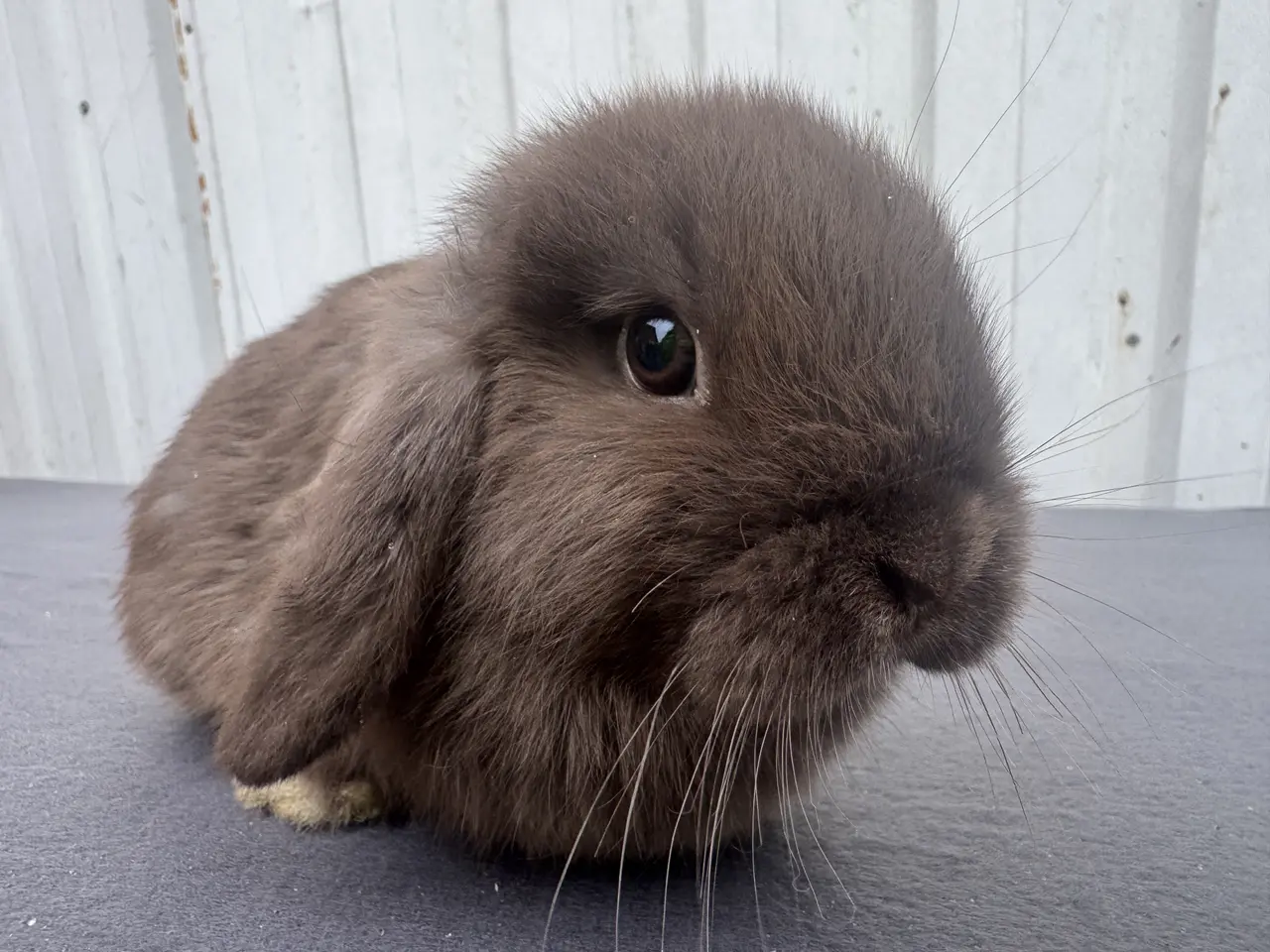 Billede 5 - Mini lop hunkanin salgsklar