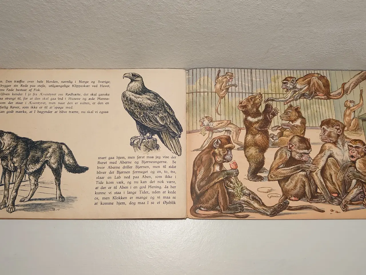 Billede 7 - Et besøg i Zoologisk Have.ill. Poul.Jørgensen.1917