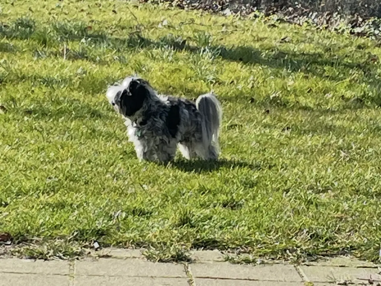 Billede 4 - parring af Yorkshire terrier / Malteser