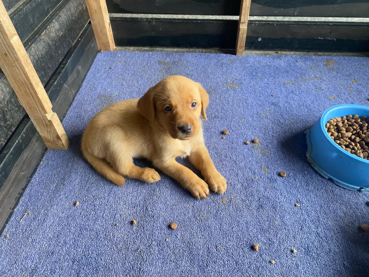 Billede 1 - Red FOX Labrador hvalpe sælges
