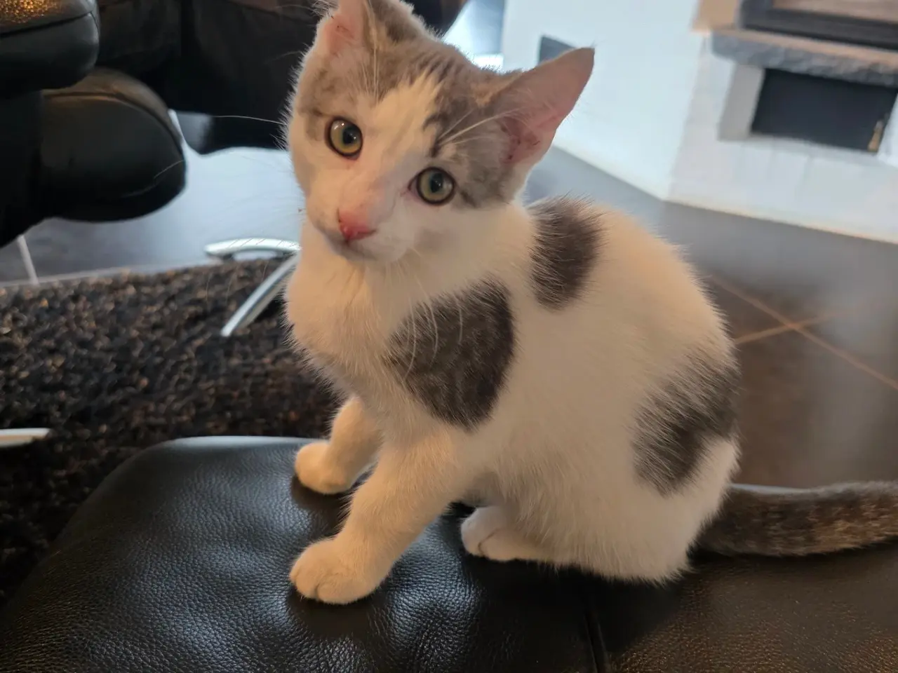Billede 2 - Anton 🐱 sød renlig kattekilling 
