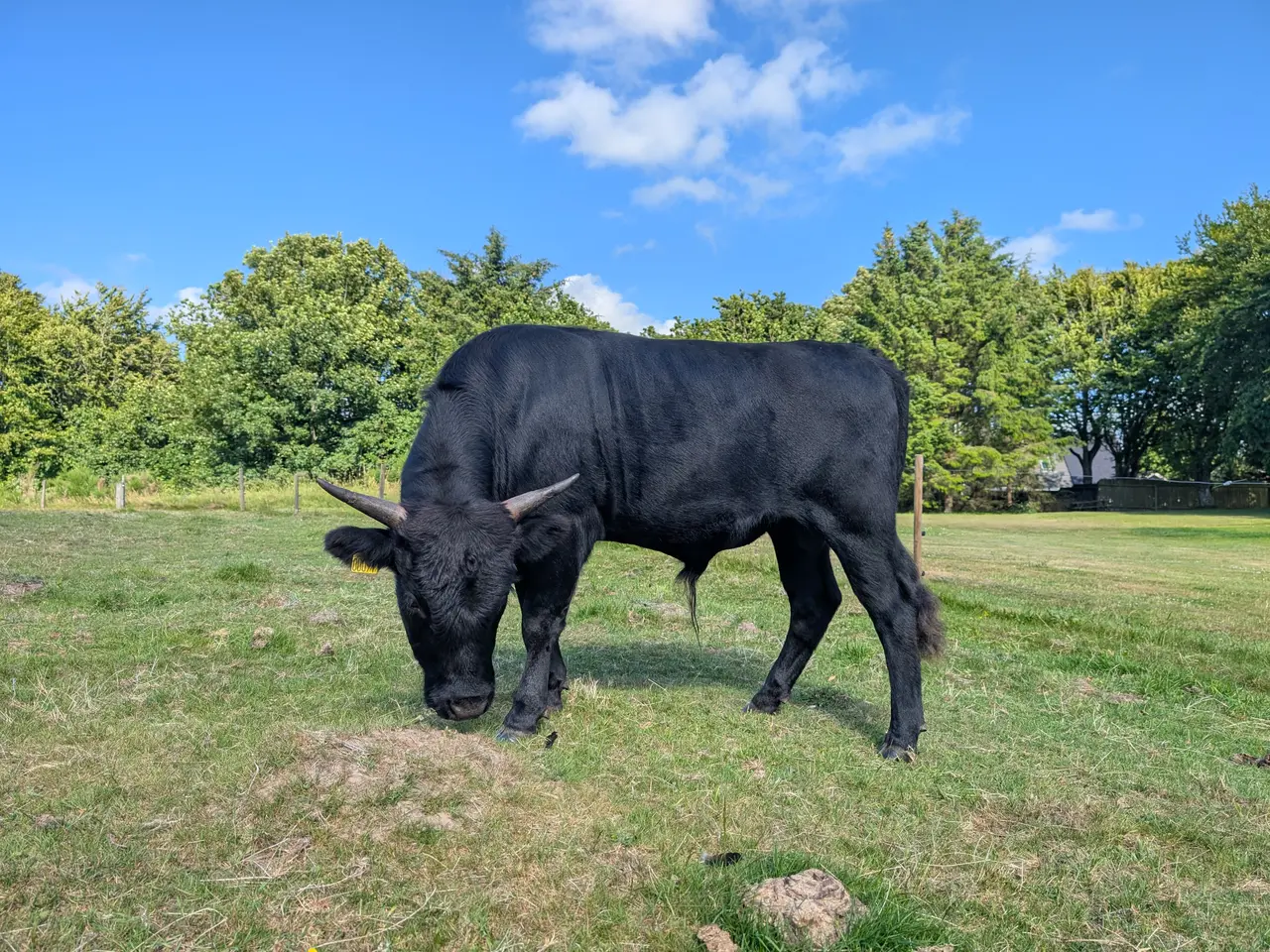 Billede 3 - Lille foldtyr udlejes, Nordjylland - 50% wagyu